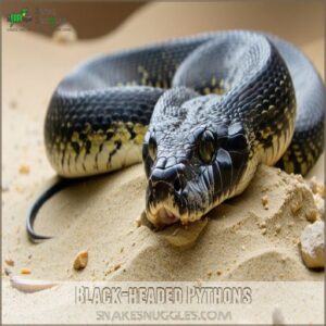 Black-headed Pythons