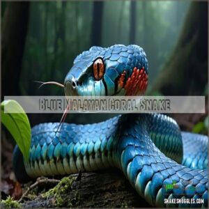 Blue Malayan Coral Snake