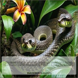 Brown Tree Snake (Boiga Irregularis)