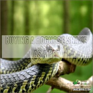 Buying a Hognose Snake as a Pet