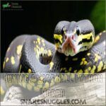 Most Expensive and Rarest Ball Python Morphs Exposed!