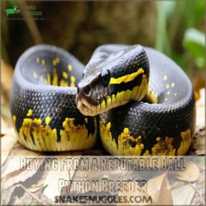 Buying From a Reputable Ball Python Breeder