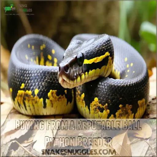 Best Ball Python Breeders: Top 9 Trusted Sources for 2024