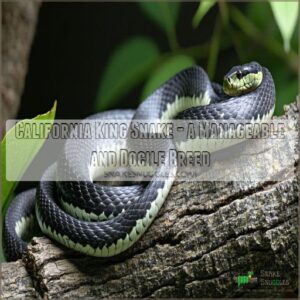 California King Snake - a Manageable and Docile Breed