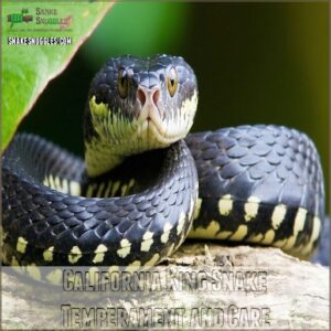 California King Snake Temperament and Care