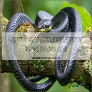 Captive Care and Husbandry of Black Rat Snakes