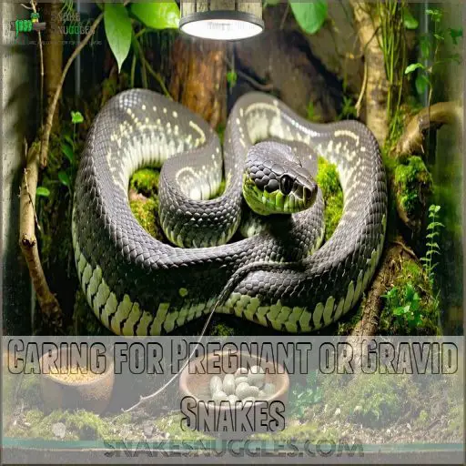 How to Breed Snakes: Top Tips for Successful Snake Breeding