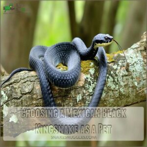 Choosing a Mexican Black Kingsnake as a Pet