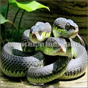 Choosing Healthy Breeding Snakes