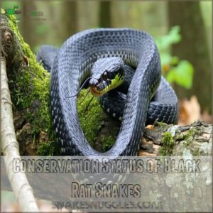 Conservation Status of Black Rat Snakes