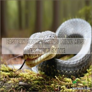 Eastern Brown Snake: Third Most Venomous Snake