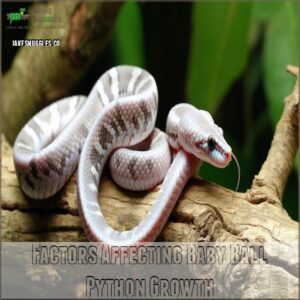 Factors Affecting Baby Ball Python Growth