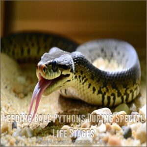 Feeding Ball Pythons During Special Life Stages