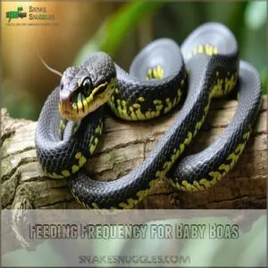 Feeding Frequency for Baby Boas Feeding Frequency for Baby Boas