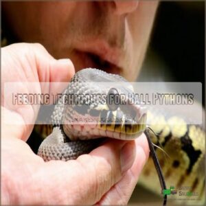 Feeding Techniques for Ball Pythons