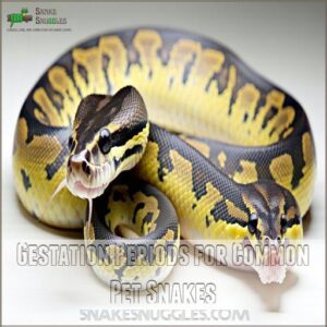 Gestation Periods for Common Pet Snakes