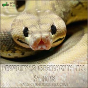 Gravidity Vs Pregnancy in Ball Pythons