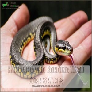 Handling and Bonding With Corn Snakes