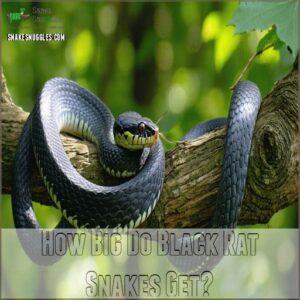 how big do black rat snakes get