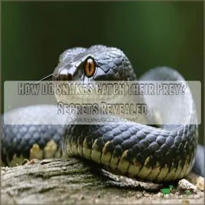 how do snakes catch their prey how do snakes catch their prey