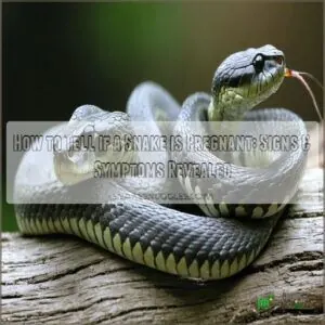 how to tell if a snake is pregnant how to tell if a snake is pregnant