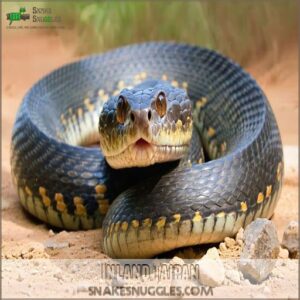 Inland Taipan