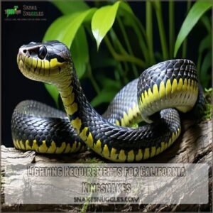 Lighting Requirements for California Kingsnakes