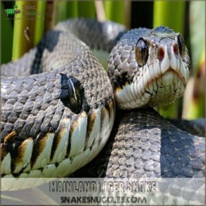 Mainland Tiger Snake