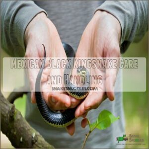 Mexican Black Kingsnake Care and Handling