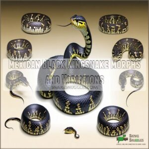 Mexican Black Kingsnake Morphs and Variations