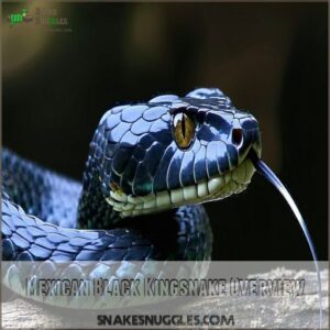 Mexican Black Kingsnake Overview