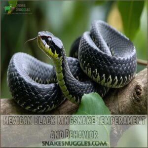 Mexican Black Kingsnake Temperament and Behavior