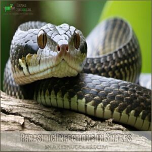 Parasitic Infections in Snakes