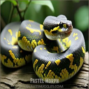 Pastel Morph