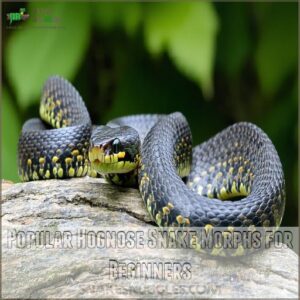 Popular Hognose Snake Morphs for Beginners