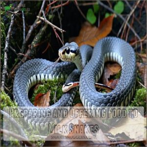 Preparing and Offering Food to Milk Snakes