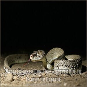 Rattlesnakes Can Lose Rattles Due to Injury or Damage