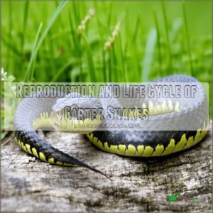 Reproduction and Life Cycle of Garter Snakes