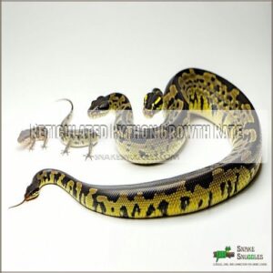 Reticulated Python Growth Rate