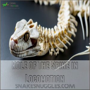 Role of The Spine in Locomotion