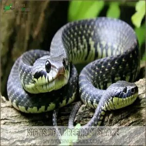 Signs of a Pregnant Snake Signs of a Pregnant Snake