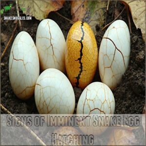 Signs of Imminent Snake Egg Hatching