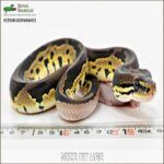 Ball Python Size: How Big Do These Pets Really Get?