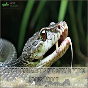 Snake Adaptations for Swallowing Frogs Whole