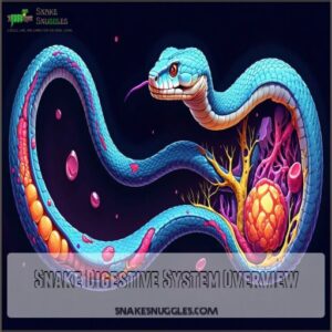 Snake Digestive System Overview