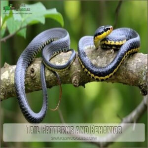 Tail Patterns and Behavior