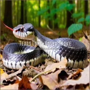 Texas Long-Nosed Snake Texas Long-Nosed Snake