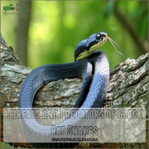 Threats and Predators of Black Rat Snakes