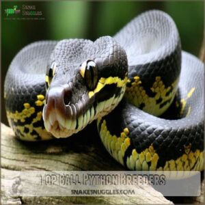 Top Ball Python Breeders