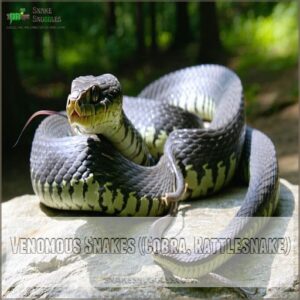 Venomous Snakes (Cobra, Rattlesnake)